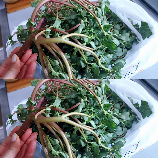 Discovering the Delight of Purslane: A Tasty Treasure from the Garden