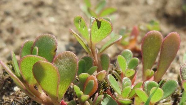 Discover the Hidden Gem: Purslane, A Plant with Amazing Health Benefits