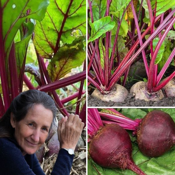 The Best Way to Eat Beetroots: Easy and Delicious