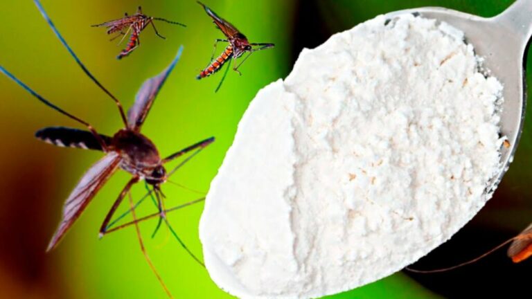 Mosquitoes Disappear in Just 1 Minute Forever! Best Free Organic Recipe with Baking Soda